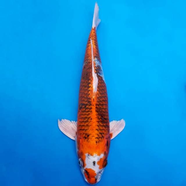 Genjiro kujaku 43cm non-serti