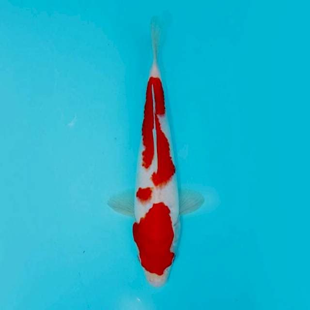 KOHAKU MERAH 25 CM FEMALE