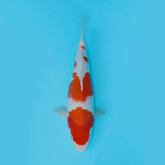 KOHAKU BERPUNUK 30 CM FEMALE