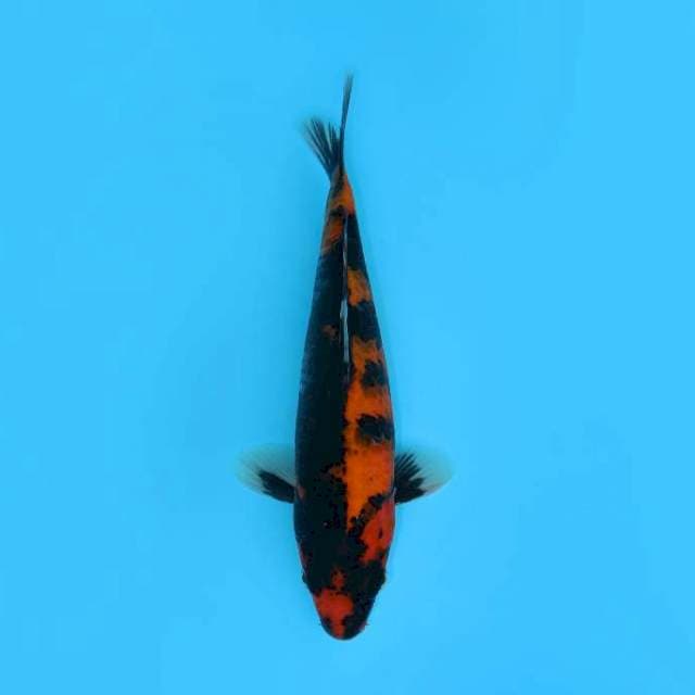 HI SHOWA MOTOGURO 27 CM FEMALE
