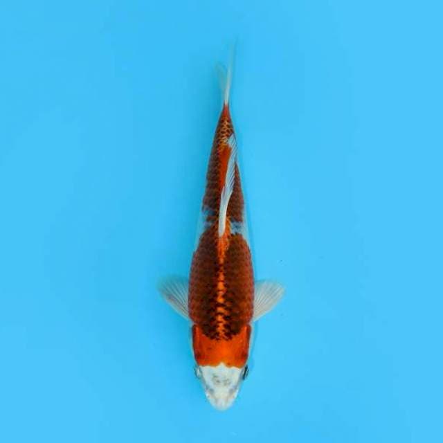 KUJAKU NIDAN F1 22 CM FEMALE