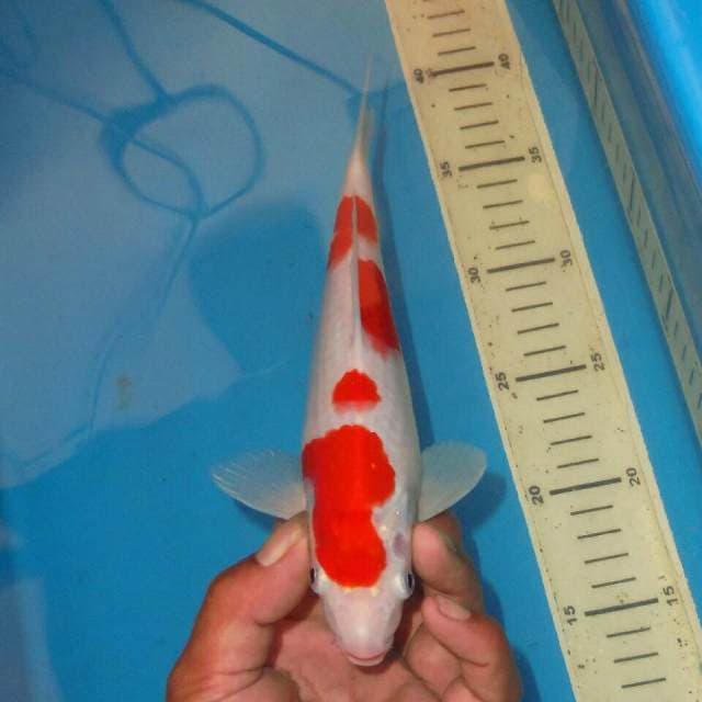 KOHAKU TOTOL TOTOL