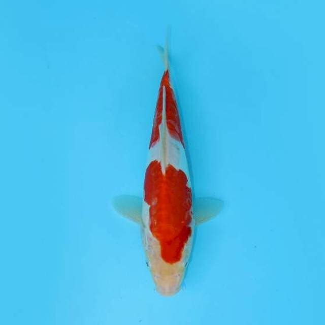 KOHAKU DOITSU NIDAN MERAH 26 CM FEMALE