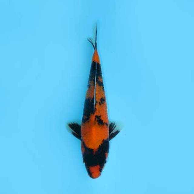HI SHOWA 23 CM MALE