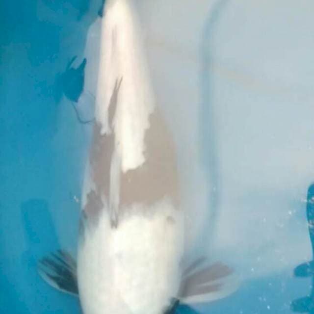 shiro 33 cm HQ