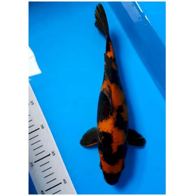 UTSURI 31cm FEMALE