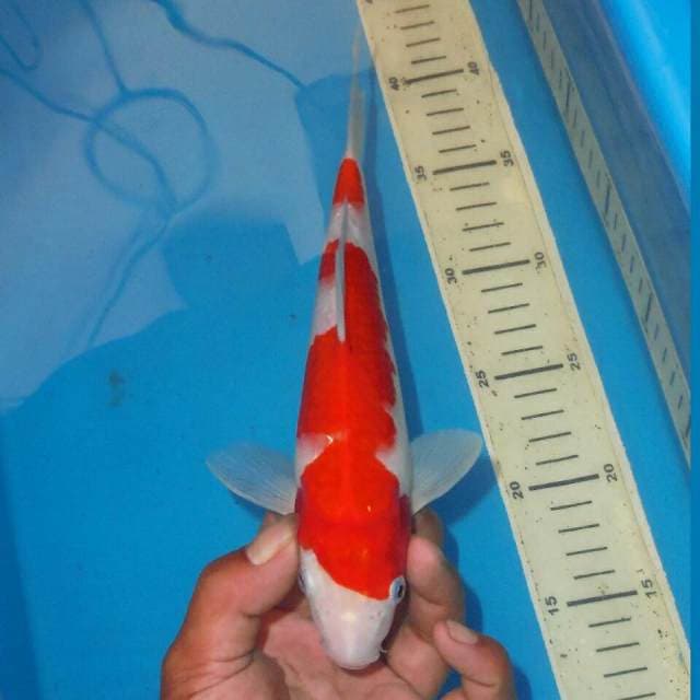 KOHAKU MERONA