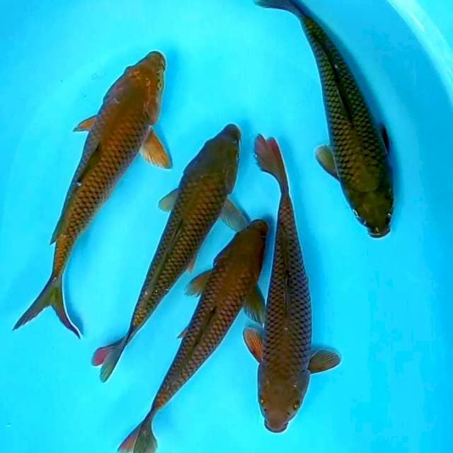 Penjinak kolam ( 5 ekor ) # 28-30cm