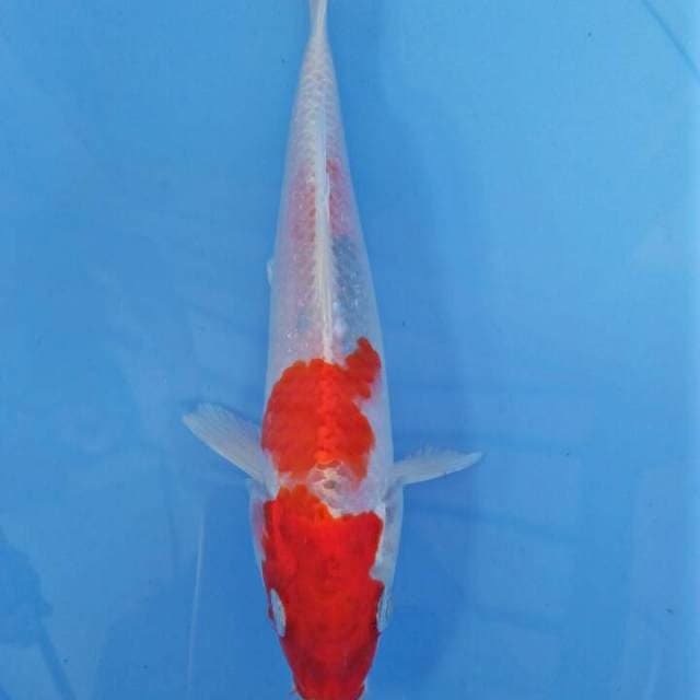 MKB3 - kohaku hikari 20