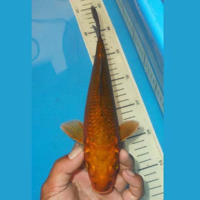 TEMBAGA CHAGOI