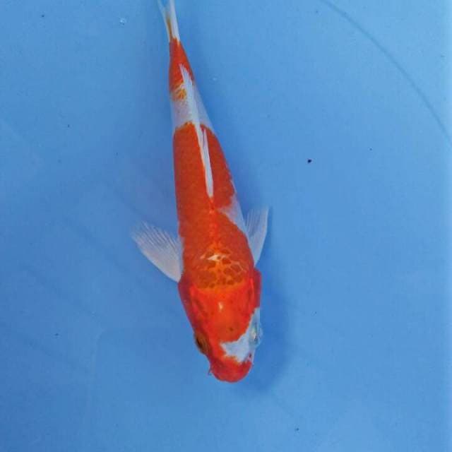 MKB10 - kohaku hikari 17
