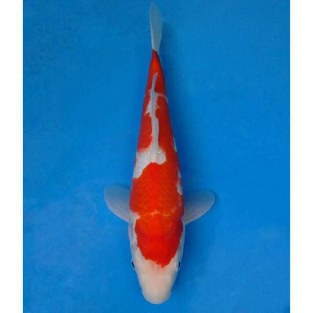 Okawa Kohaku