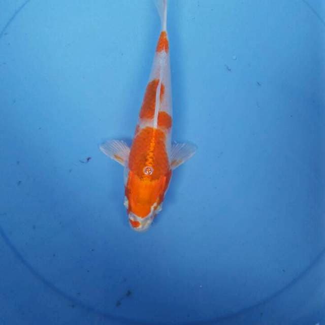 MKD10 - kohaku hikari 20
