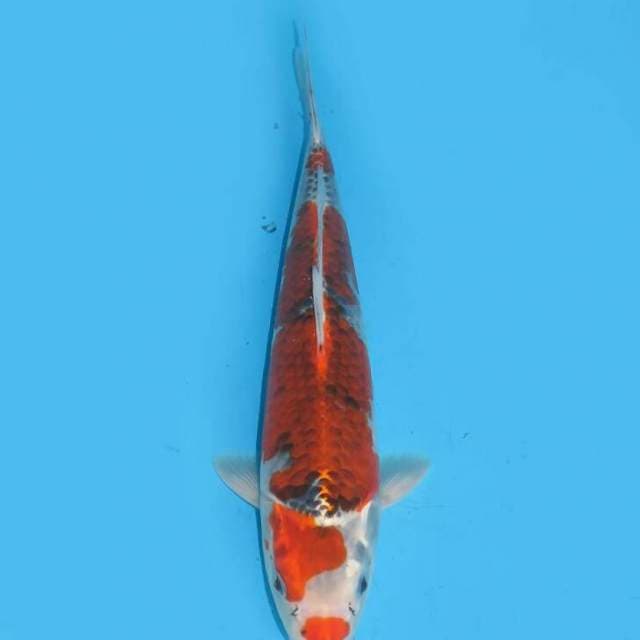 Goshiki , free ongkir jawa bali