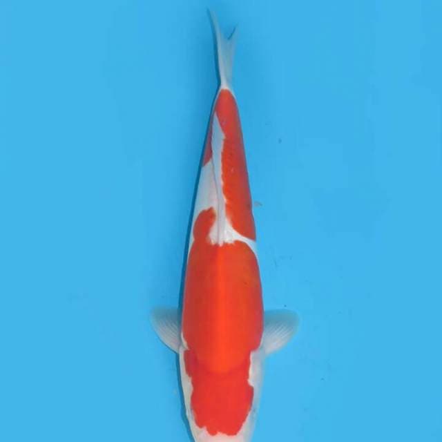 Kohaku doit free ongkir jawabali