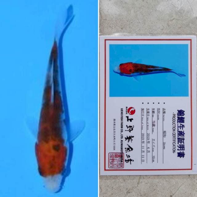 Ueno showa 11cm serti