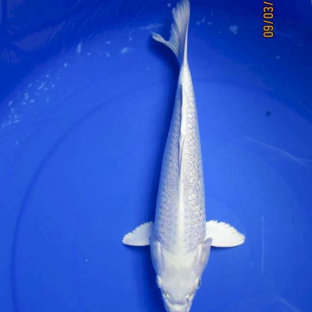 Super White - Pltinum putih mersih