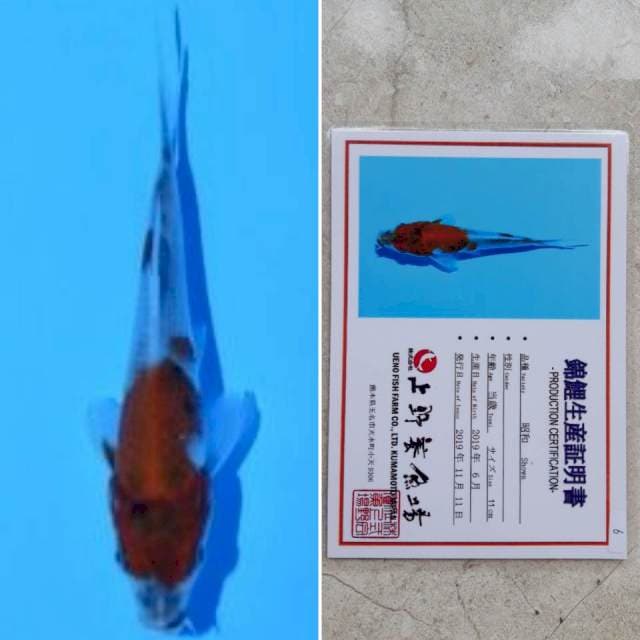Ueno showa 13cm serti