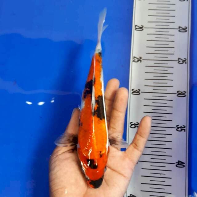 Showa 20 cm