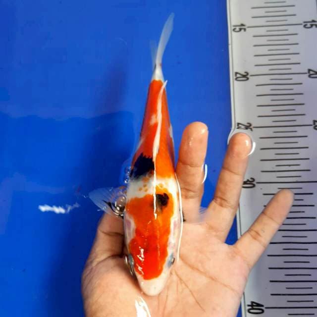 Showa 20cm