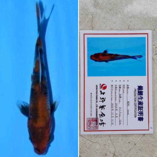 Ueno showa 14cm serti