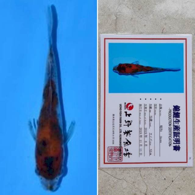 Ueno showa 14cm serti