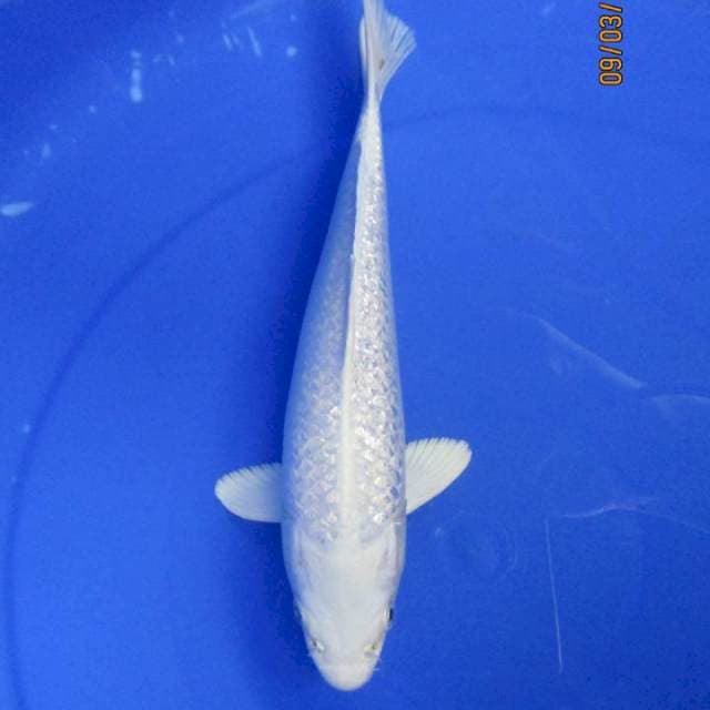 Male _24 cm platinum