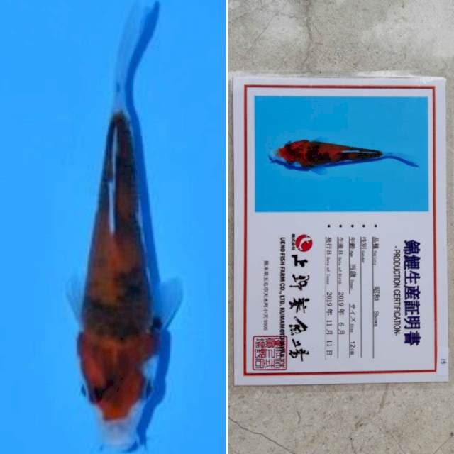 Ueno showa 14cm serti