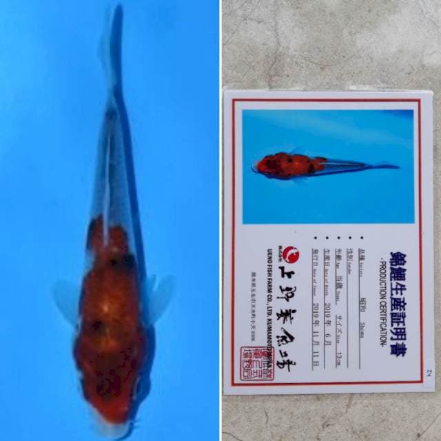 Ueno showa 16cm serti