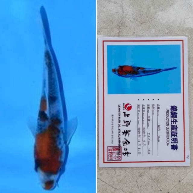 Ueno showa 15cm serti