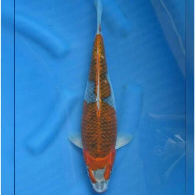 F1 Goshiki Jumbo Tosai Sq 41cm