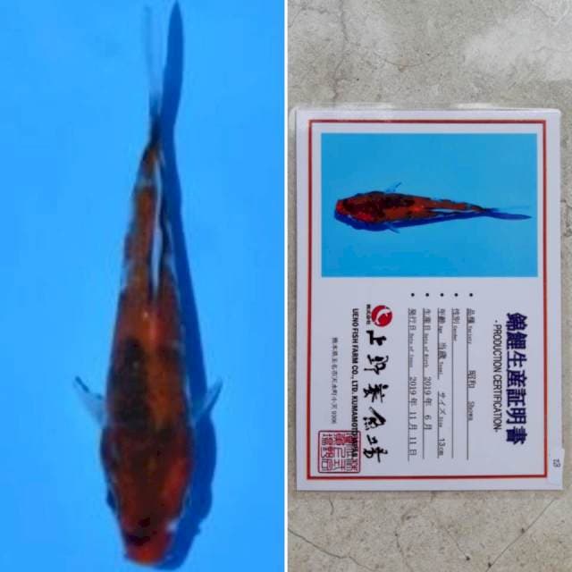 Ueno showa 17cm serti