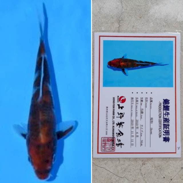 Ueno showa 16cm serti