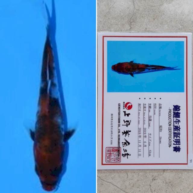 Ueno showa 14cm serti