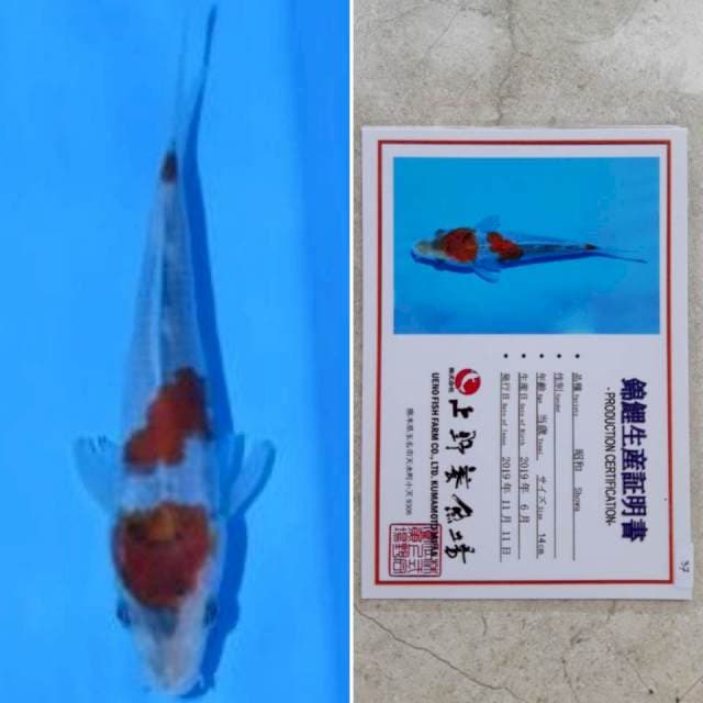 Ueno showa 18cm serti