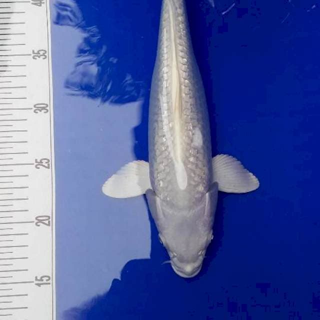Platinum 31cm