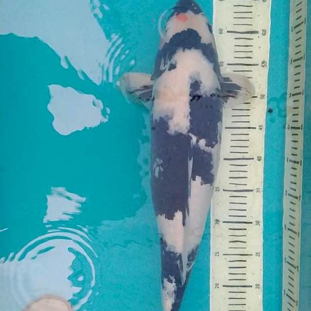 Shiro Gendong Telur siap Pijah, 55 cm