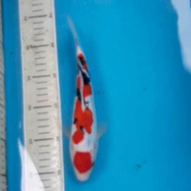Sanke Doitsu 25 cm
