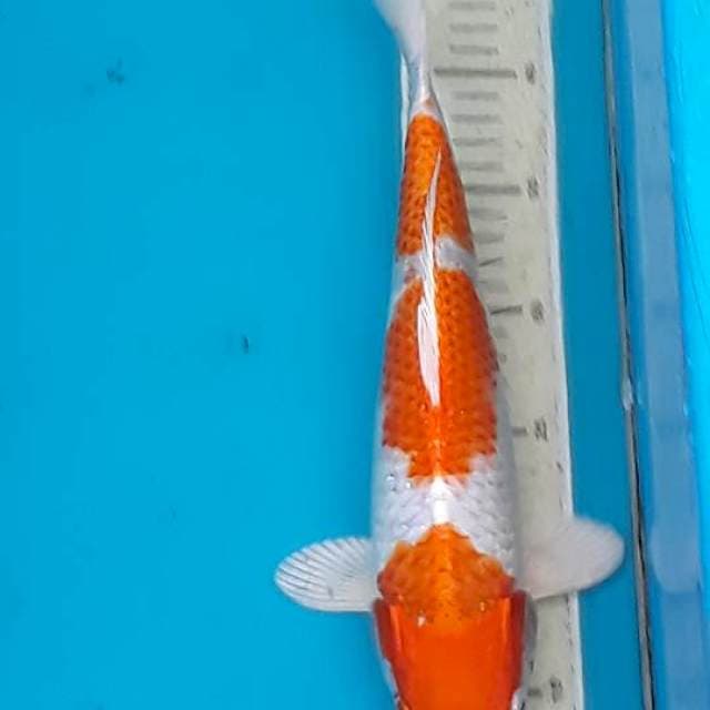 Hariwake 33 cm