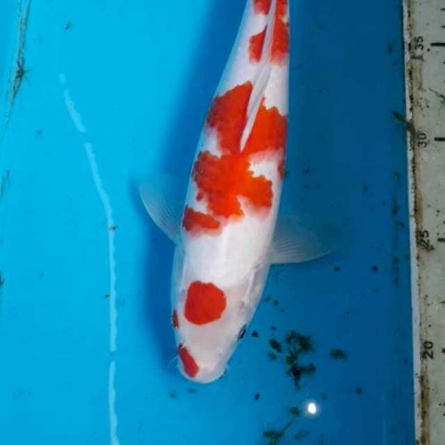Ai goromo 30 cm