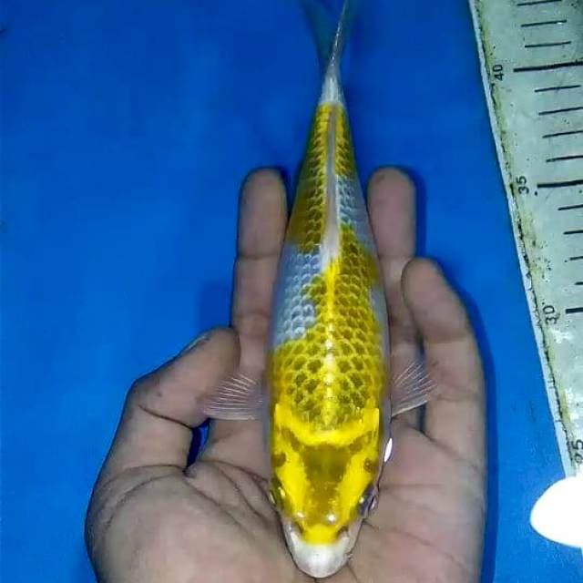 Wasabi 20 cm