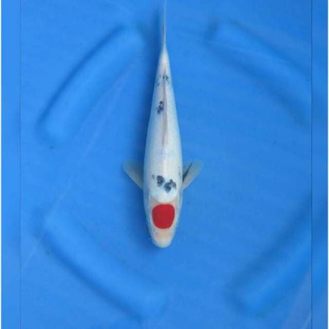 Red Tancho Sanke F1 26cm