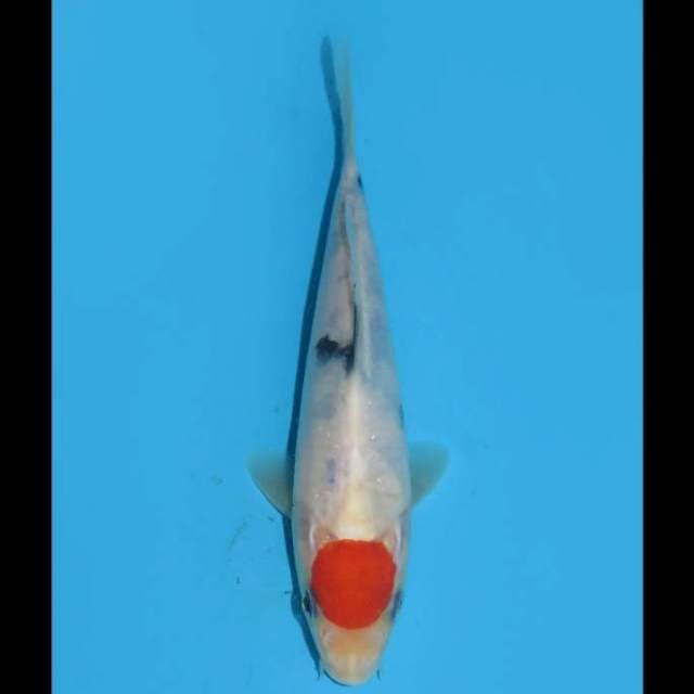 Baby Red Tancho Sanke Male - 14cm