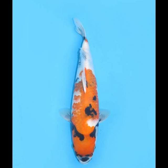 Jumbo Showa Male - 36cm