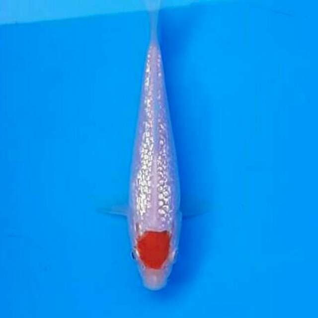 tancho kohaku ginrin ori
