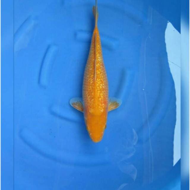 Aka Hajiro Full Ginrin 48cm
