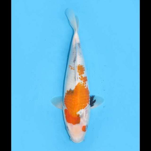 Showa Tategoi Male - 30cm