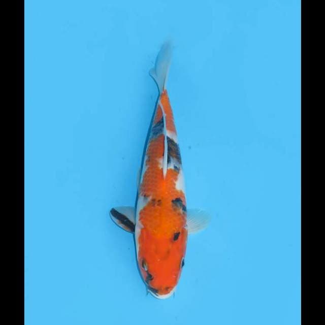 Showa Tategoi Male - 24cm