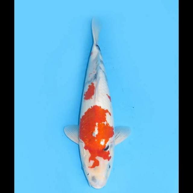 Jumbo Kindai Showa - 40cm