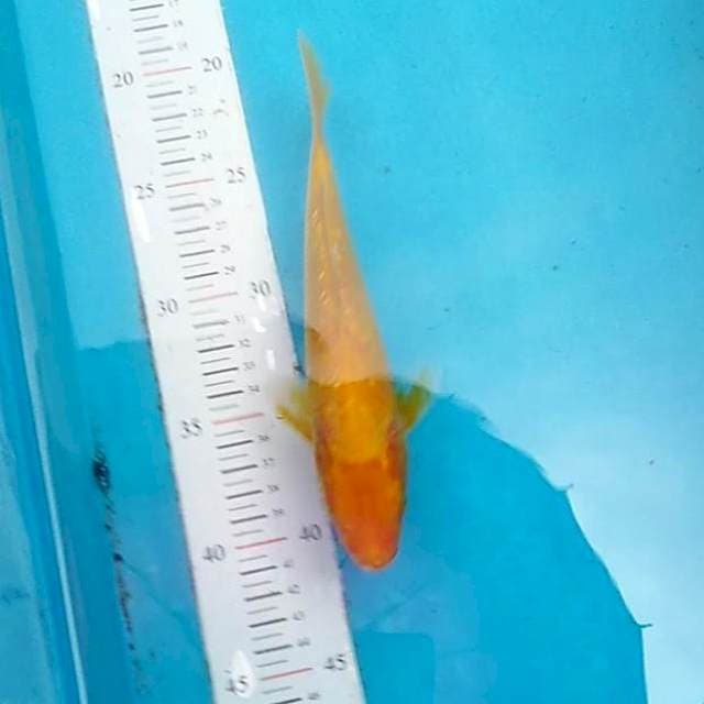 Ginrin 20cm